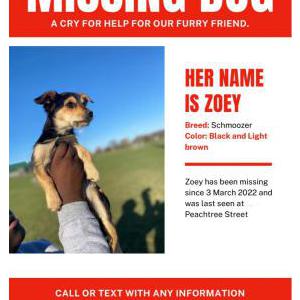 Lost Dog Zoey