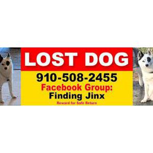 Lost Dog Jinx