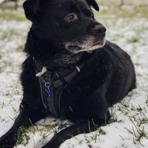 Lost Dog Buddy