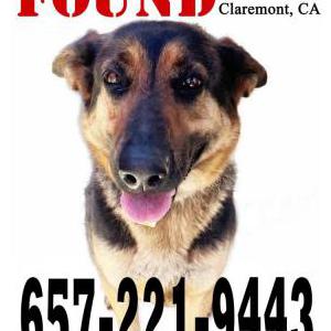 Found Dog UNK