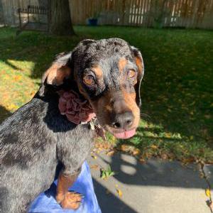 2nd Image of Lilly, Lost Dog