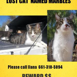 Lost Cat Marbles