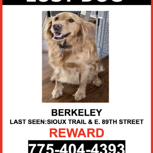 Lost Dog Berkeley