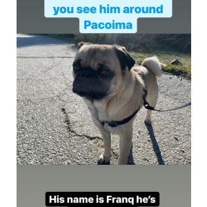 Lost Dog Franq