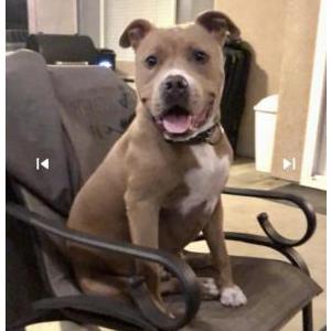 2nd Image of Hammer, Lost Dog