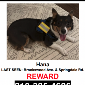 Lost Dog Hana