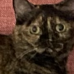 Image of Somer, Lost Cat