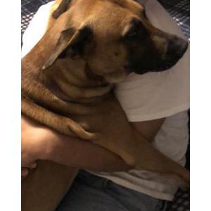 Lost Dog MAX