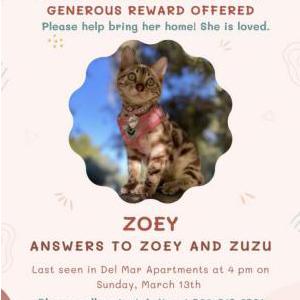 Lost Cat Zoey