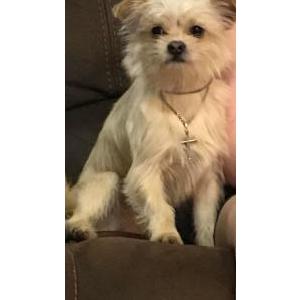 Image of Tater tot, Lost Dog