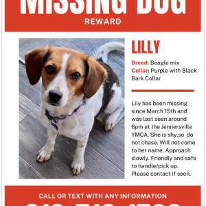 Lost Dog Lily