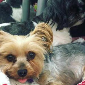 Lost Dog Lala