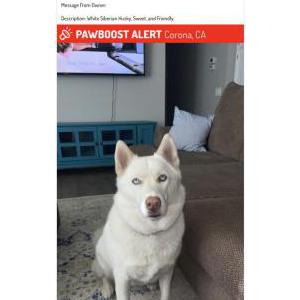 Lost Dog Malibue