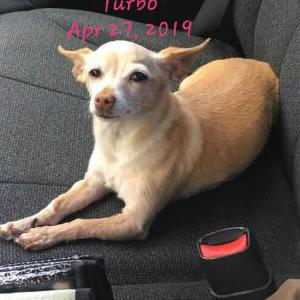 Lost Dog Turbo