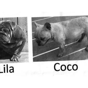 Lost Dog Coco & Lila