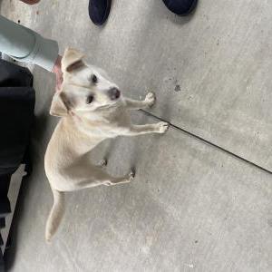 Found Dog Unknown