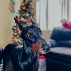 2nd Image of Striker, Lost Dog