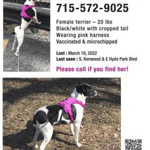 Lost Dog Lucy
