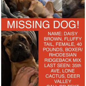 Lost Dog Daisy