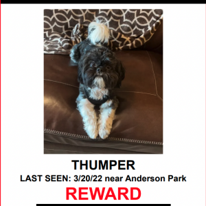 Lost Dog Thumper