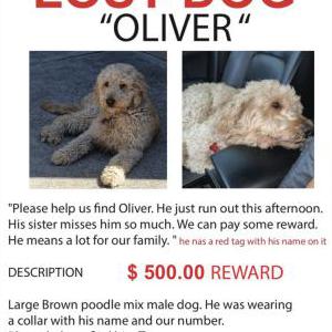 Lost Dog OLIVER