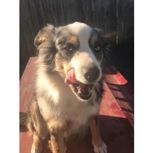 Lost Dog Zoey