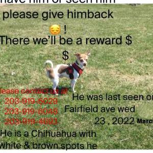 Image of Paquito, Lost Dog
