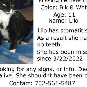 Lost Cat Lilo