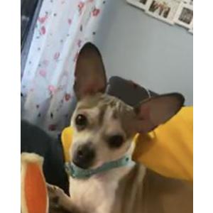2nd Image of Chuy, Lost Dog