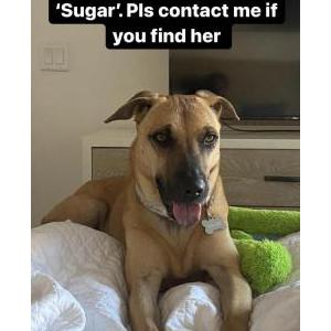 Lost Dog Sugar