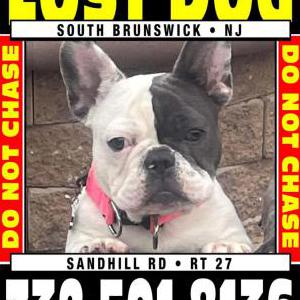 Lost Dog Roxie