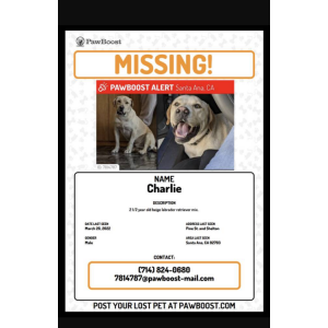 Lost Dog Charlie