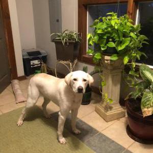 Image of Unknown, Found Dog