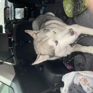 Found Dog Unknown