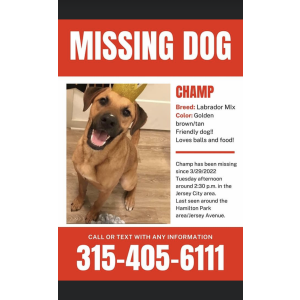 Lost Dog Champ
