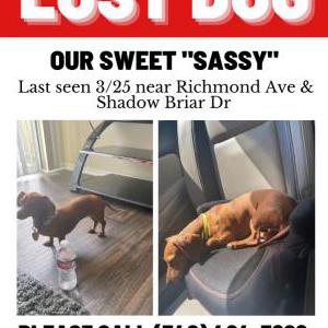Lost Dog Sassy
