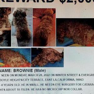 Lost Dog Brownie