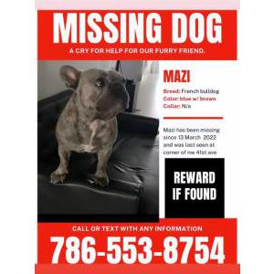 Lost Dog Mazi