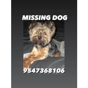 Lost Dog Louie