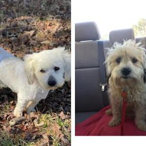 Image of Unkown (Found dogs), Found Dog