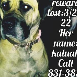Lost Dog Kaluah