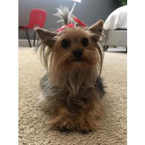 Lost Dog Mini
