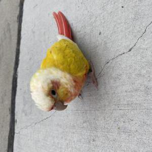 Found Bird Unknown