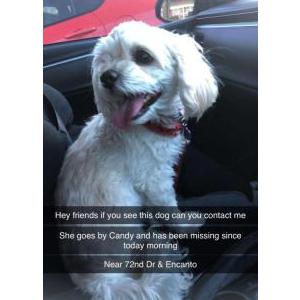 Lost Dog Candy