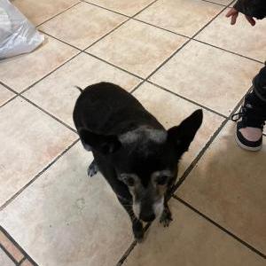 Found Dog unknown