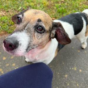 Found Dog Unknown - So Sweet