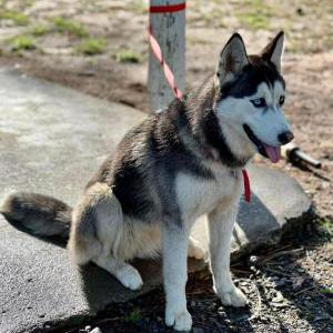 Image of Mia, Found Dog
