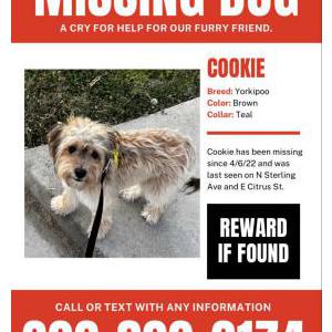 Lost Dog Cookie