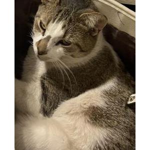 Image of Pedro, Lost Cat