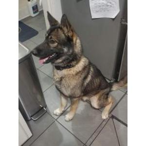 Found Dog Unknown